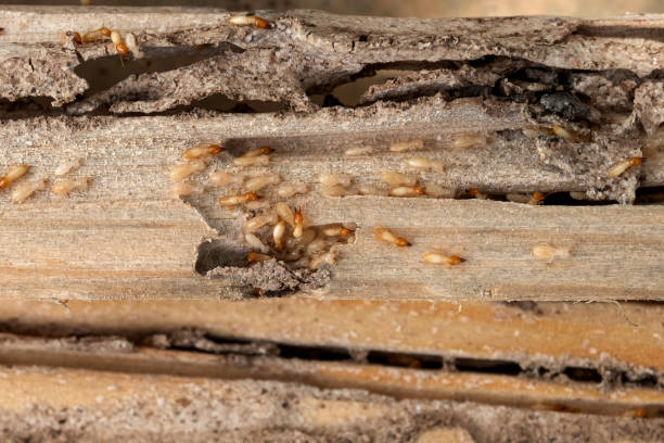 Best Local Pest Control Services  in Petersburg, IL